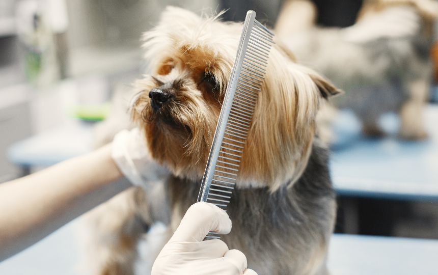 dog gets combed