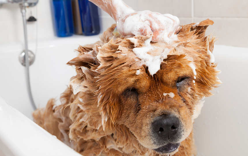 Dog gets a bath