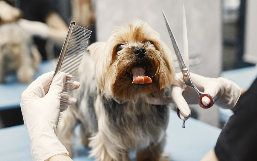 dog being combed and trimmed