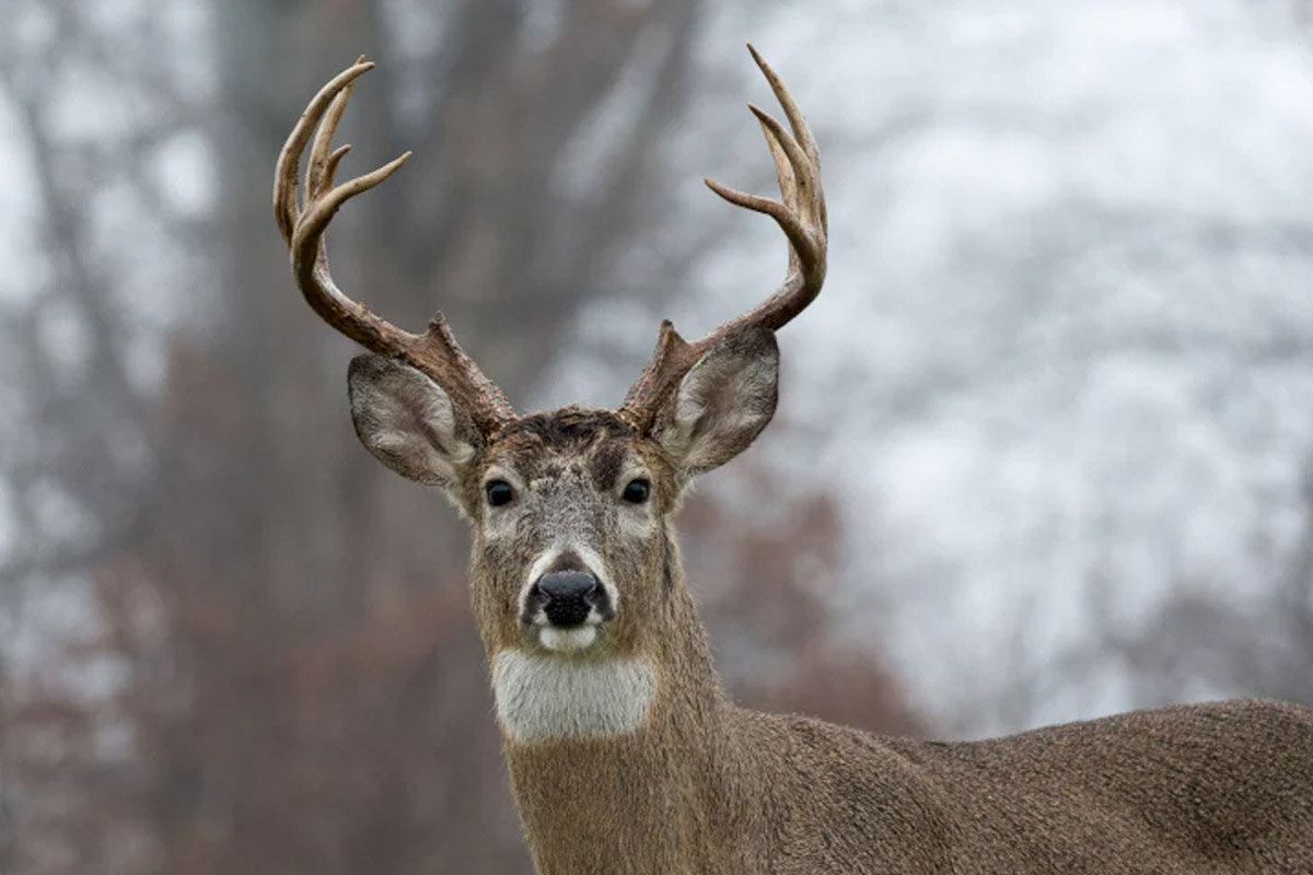 The Great Big Oklahoma Deer Hunting Guide Wide Open Spaces