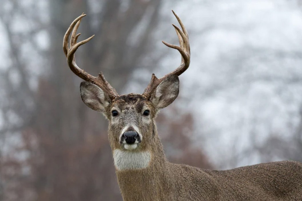 missouri deer hunting