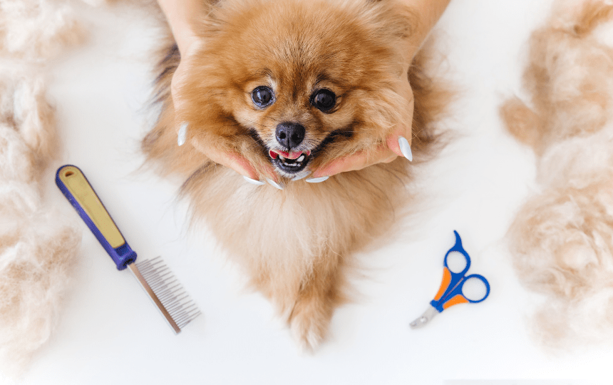 Pomeranian gets a trim