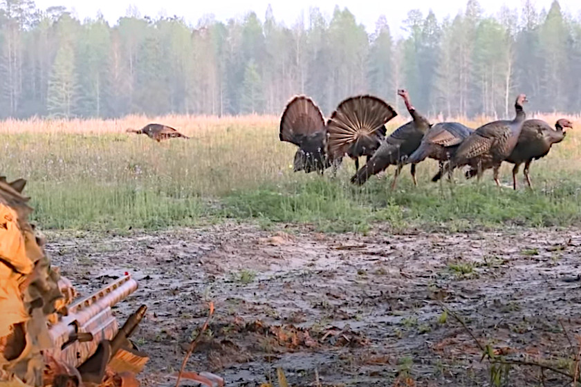 A hunter sighting down a turkey in Florida