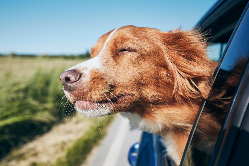 dog sticks his head out a car window pet-friendly Airbnb