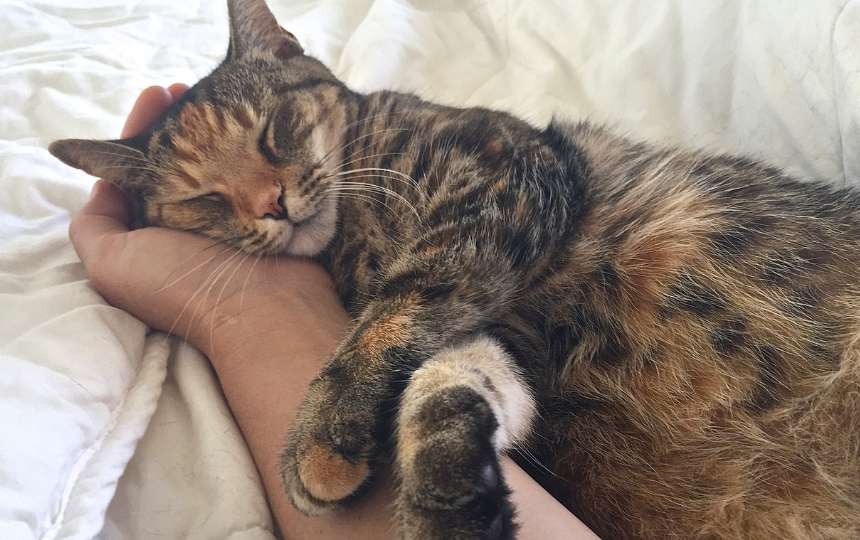 cat lays on persons arm prepare for pet sitter