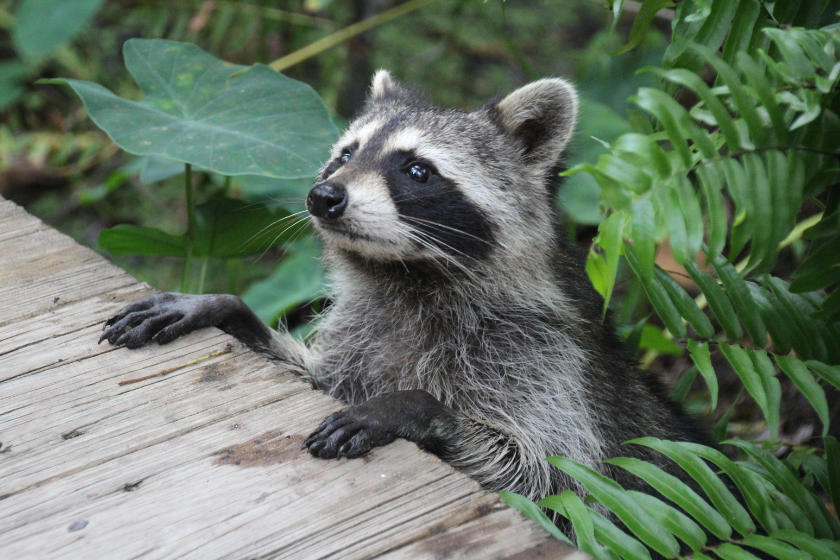 raccoon peeks up from bushes
