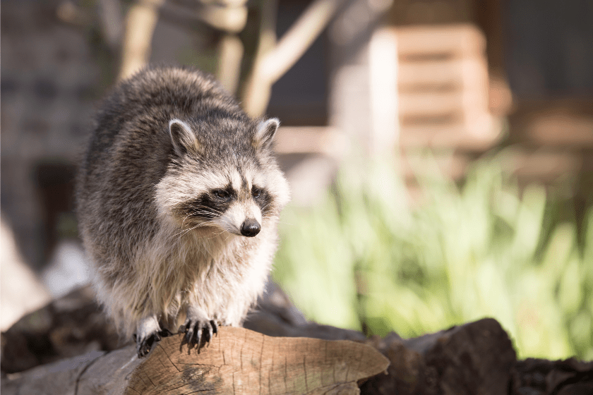 a raccoon walks on wood