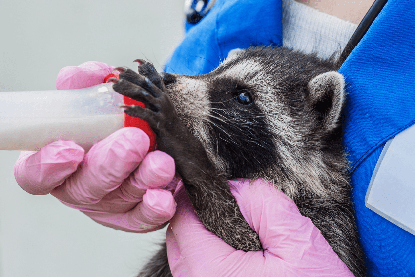 raccoon is bottle fed