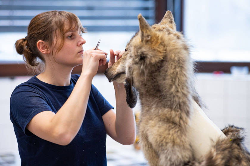 taxidermist-salary-what-these-wildlife-artists-usually-make