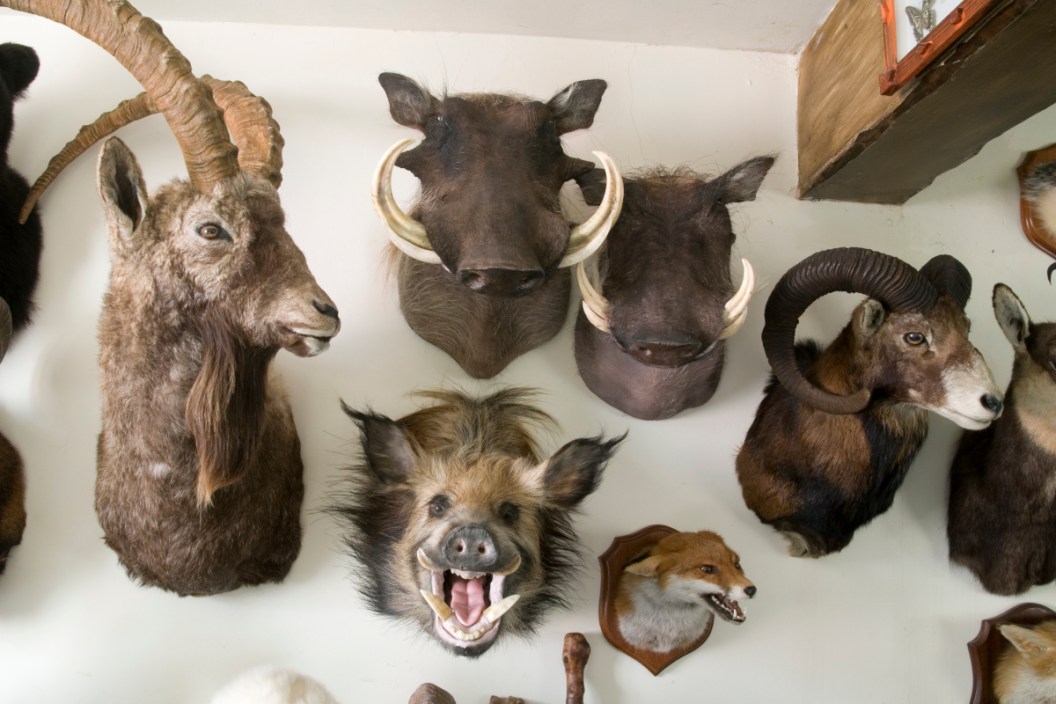 Taxidermy heads mounted on a wall.