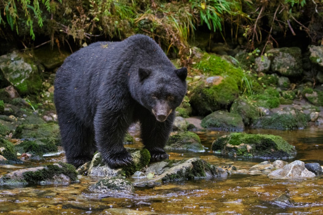 Washington Black Bear Hunt
