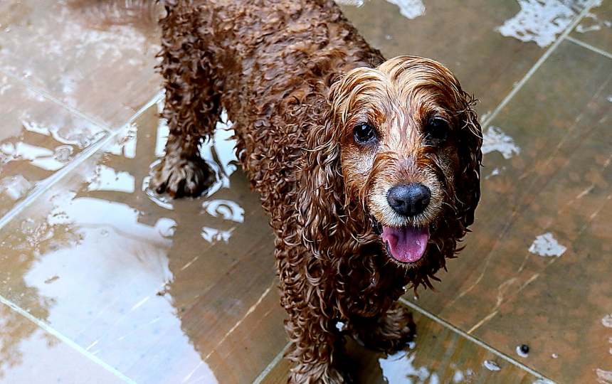 wet dog stands in shallow water