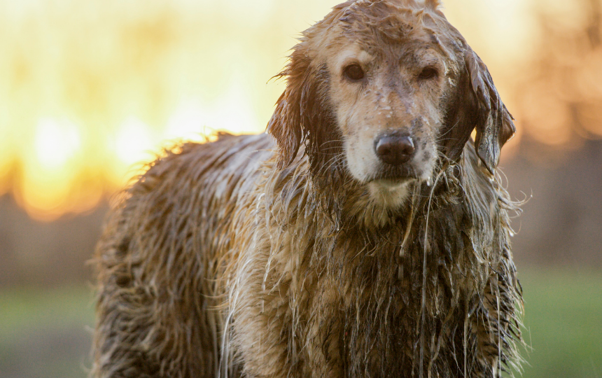 wet golden retriever