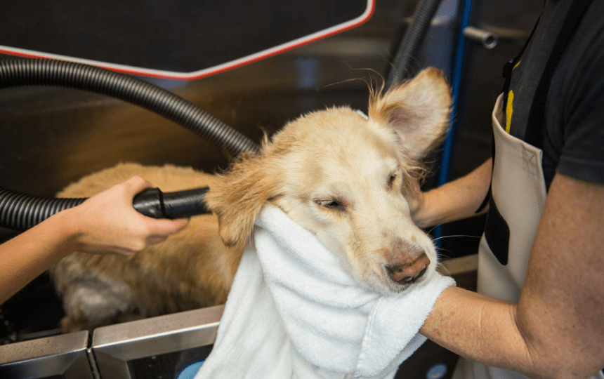 dog being towel and blower dried