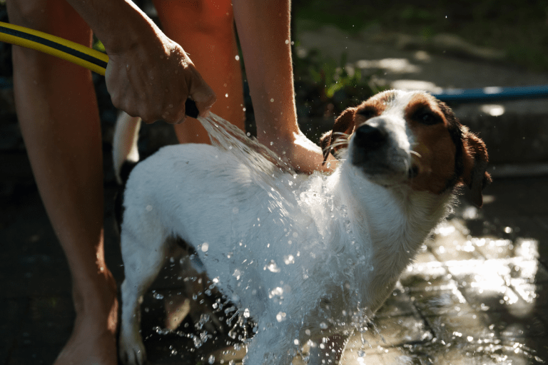 Wet Dog Smell The Stinky Chemistry & How to Stop The Stench