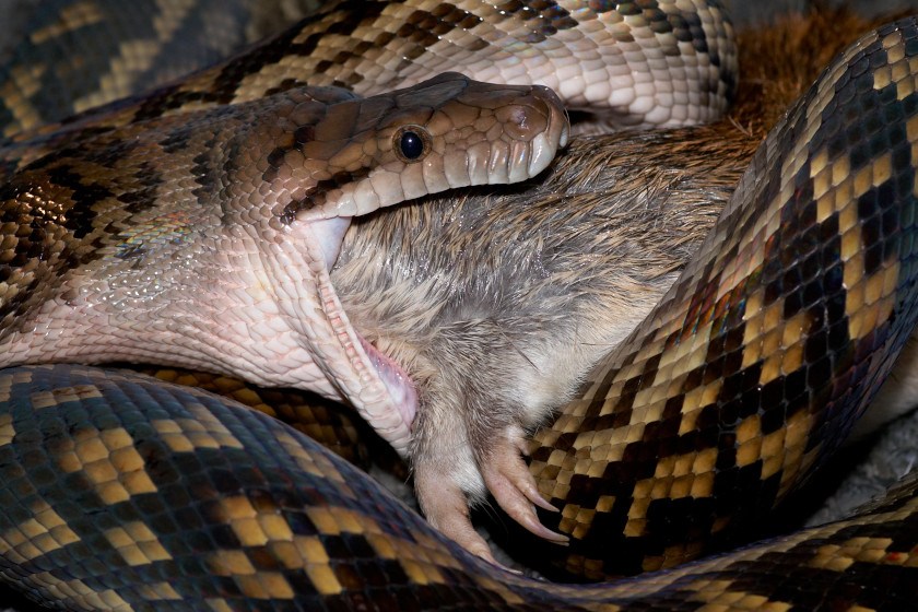 Beautiful view of Feeding Snake Young Ones With Varied Diet