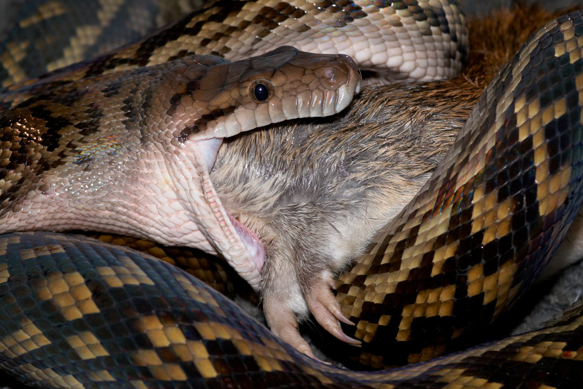 What Snakes Eat The Unique and Varied Diets of the World's Serpents