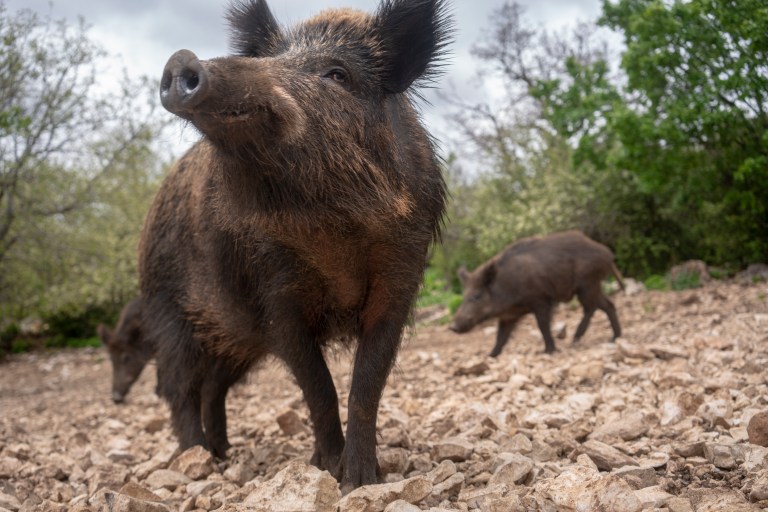 Are Feral Hogs Dangerous Threats Posed By the Invasive Species Wide