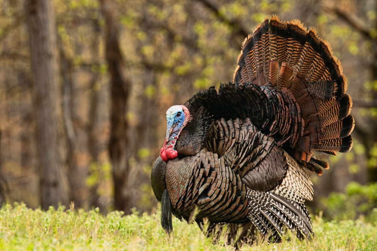 A wild turkey Tom in full strut.