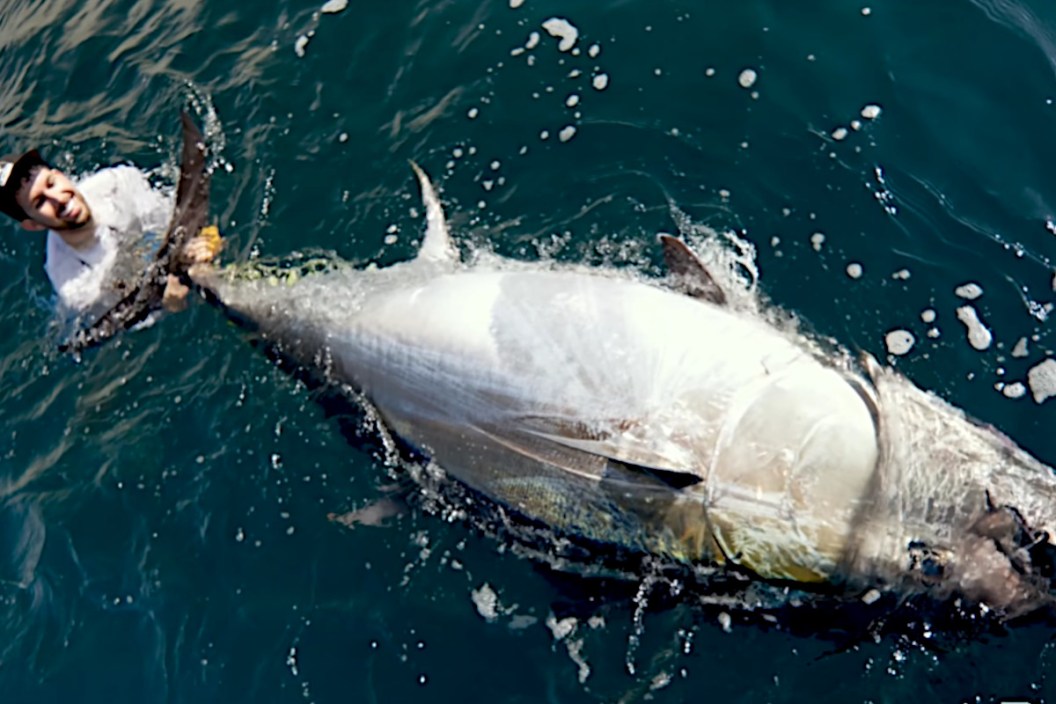 700-Pound Bluefin Tuna