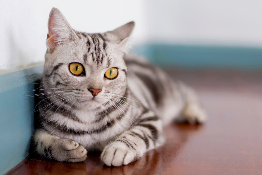 American Shorthair Cat In Room