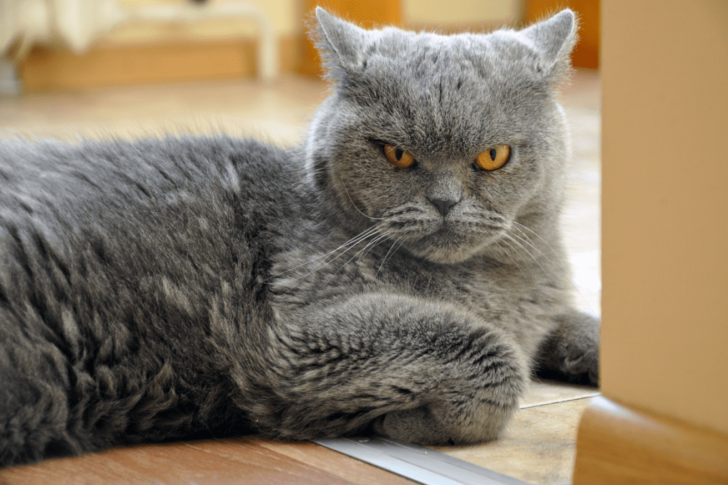 Aggressive cat deals breeds