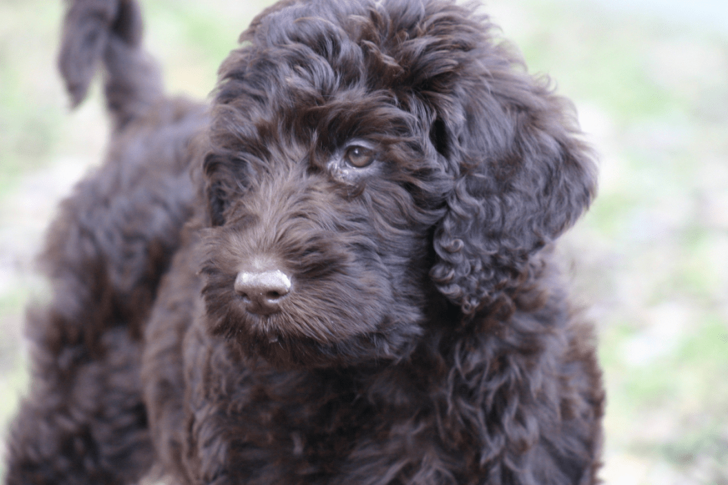 Labradoodle hypoallergenic hotsell dog breeds