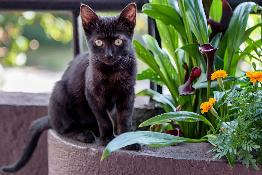 Cute black Bombay kitten standing in plant pot outdoors, looking at camera