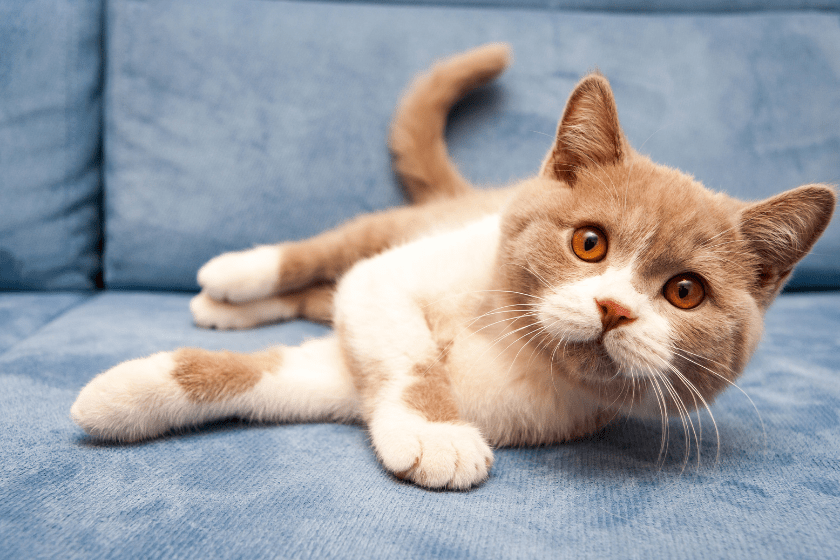 British shorthair cat lying on couch