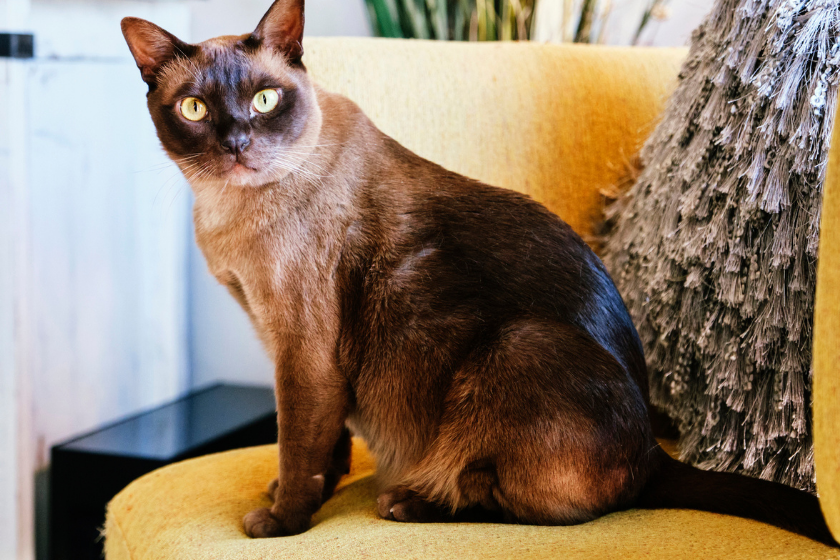 Burmese sits on a chair