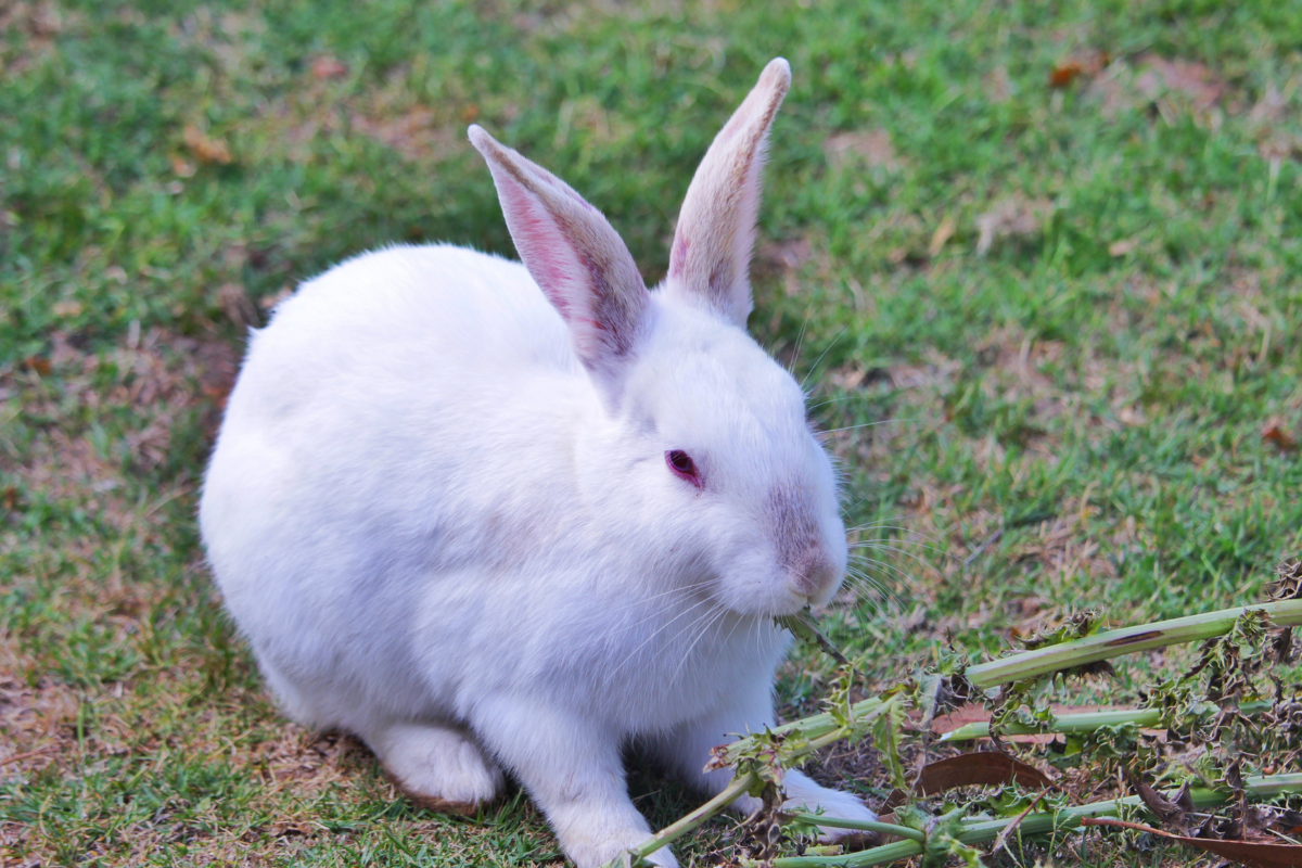 Can Rabbits Eat Spinach? Here's What Rabbit Owners Need to Know