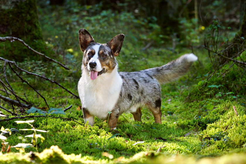 Cardigan welsh corgi in forest - smartest dog breeds