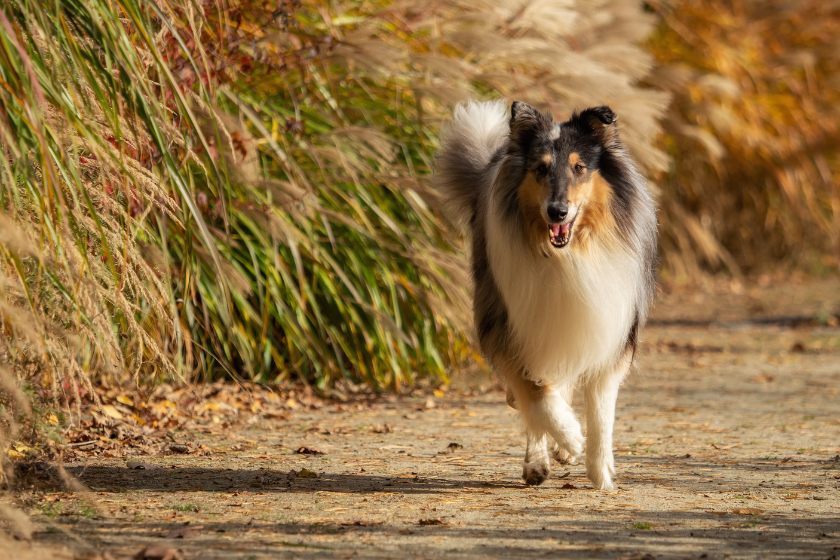 Collie running toward camera