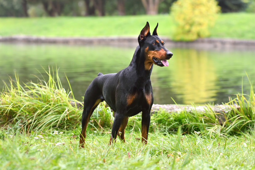 Doberman pinscher in park