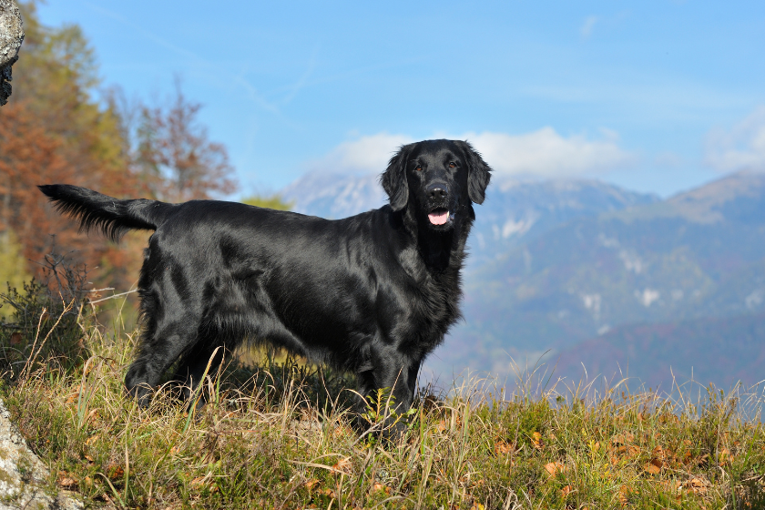 Flat-coated retriever outside - smartest dog breeds