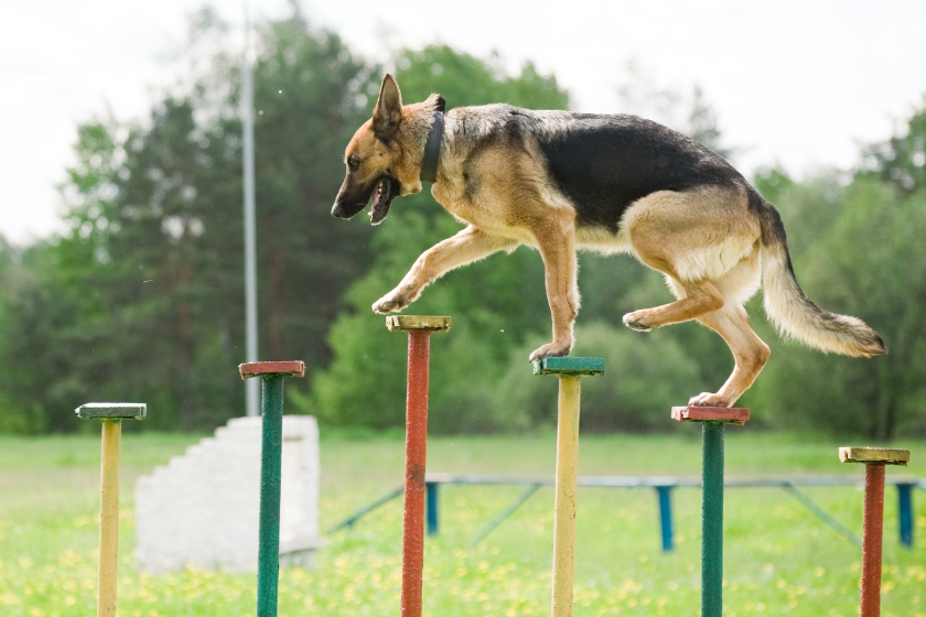 German shepherd on training course