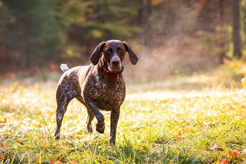German shorthaired pointer in field - smartest dog breeds
