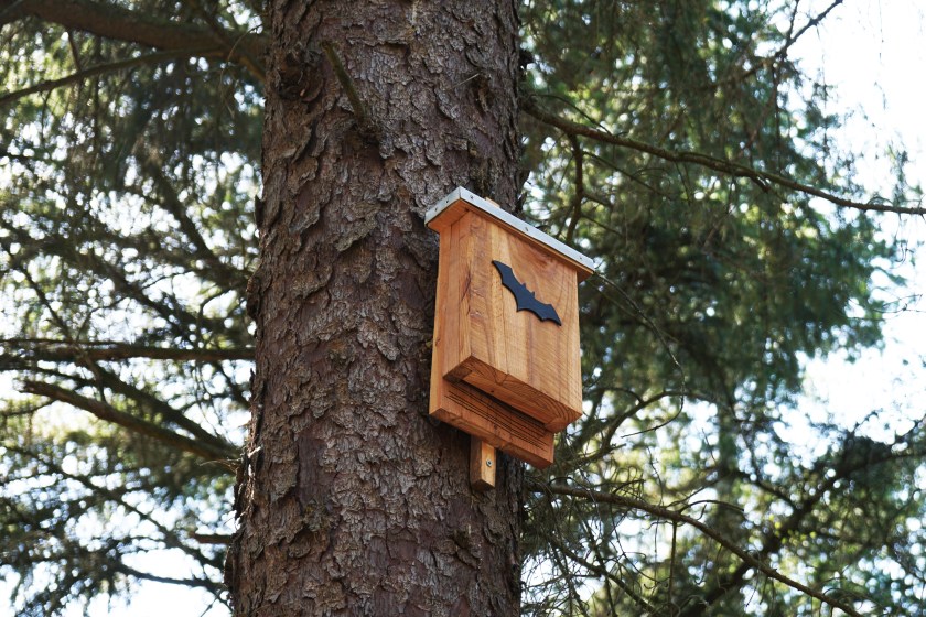 bat box in tree 