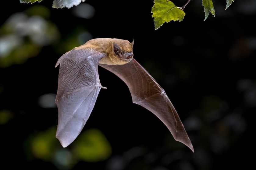 Flying Pipistrelle bat (Pipistrellus pipistrellus) action shot of hunting animal in natural forest background. This species is know for roosting and living in urban areas in Europe and Asia.