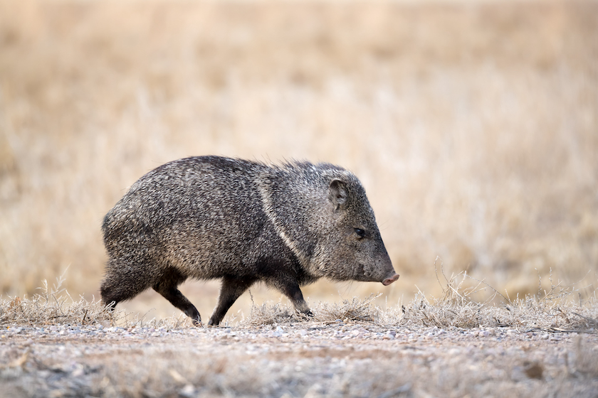 Javelina walking on farm road in Bosque del apache national wild life refuge