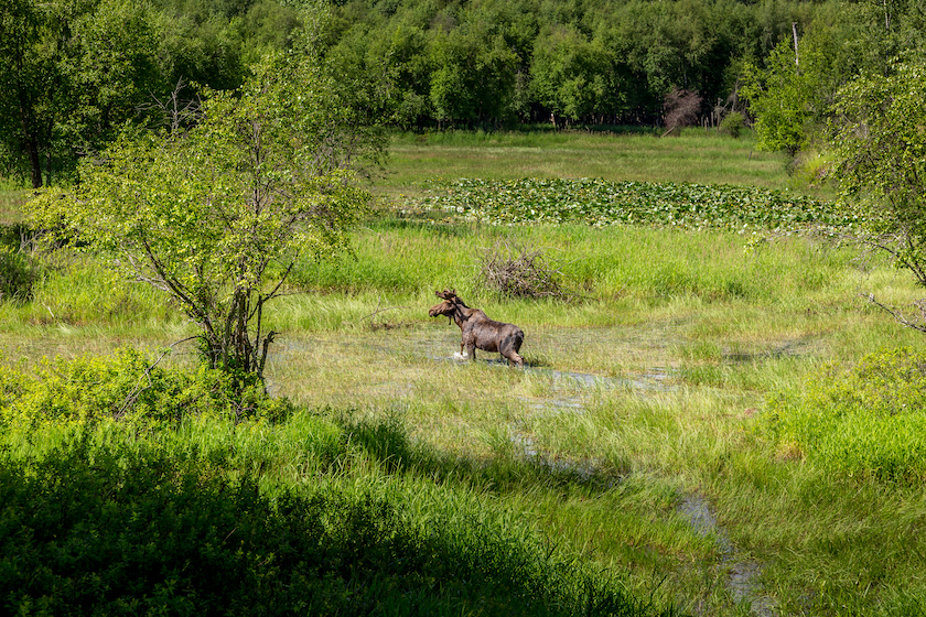 moose splashing in a puddle in the woods