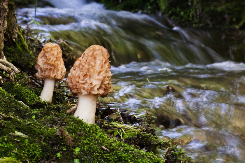 10 Best Places to Find Morel Mushrooms That Are Safe To Eat