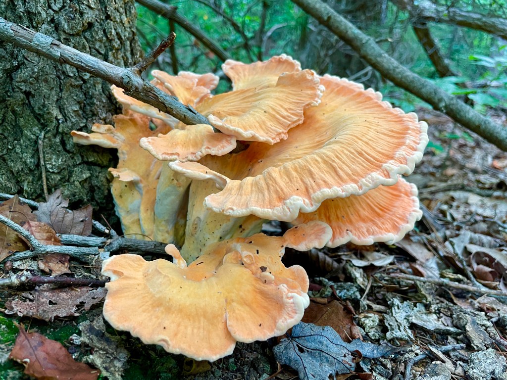 chicken of the woods