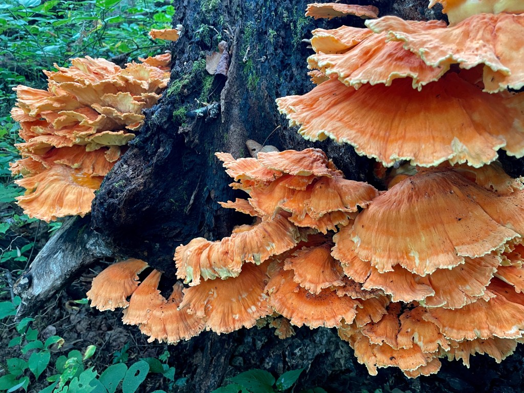 chicken of the woods