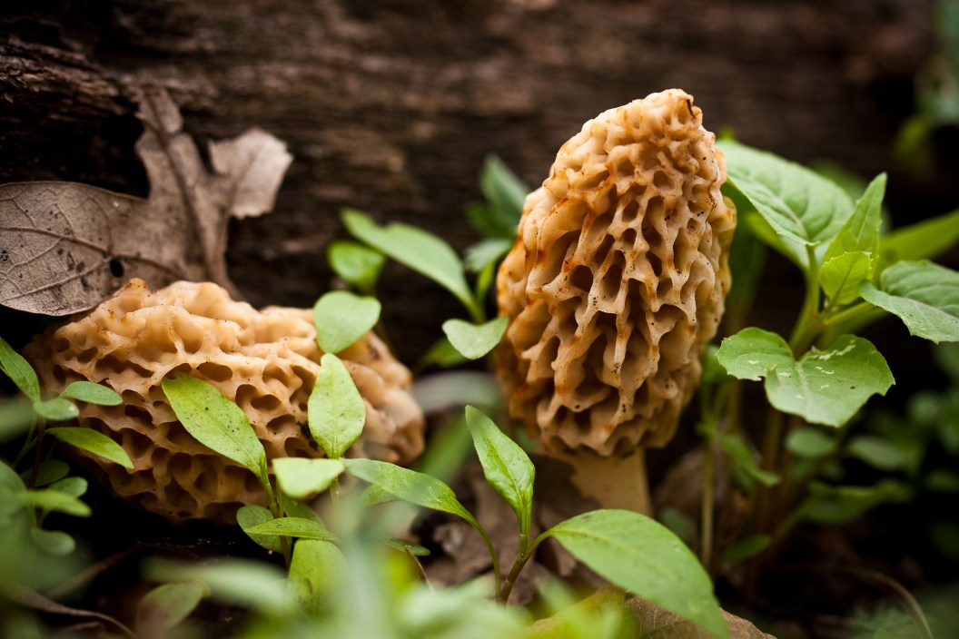 10 Best Places to Find Morel Mushrooms That Are Safe To Eat