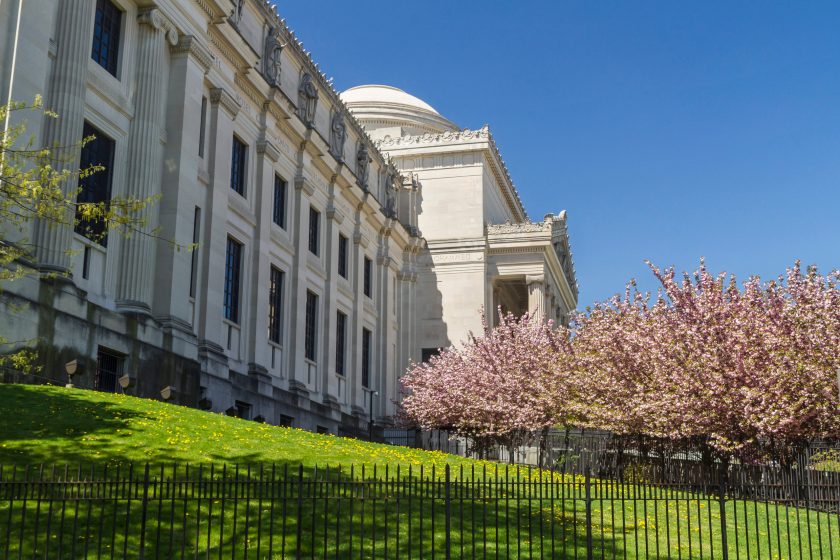 Cherry trees in full bloom on the lawn in front of the Brooklyn Museum in Brooklyn, NY