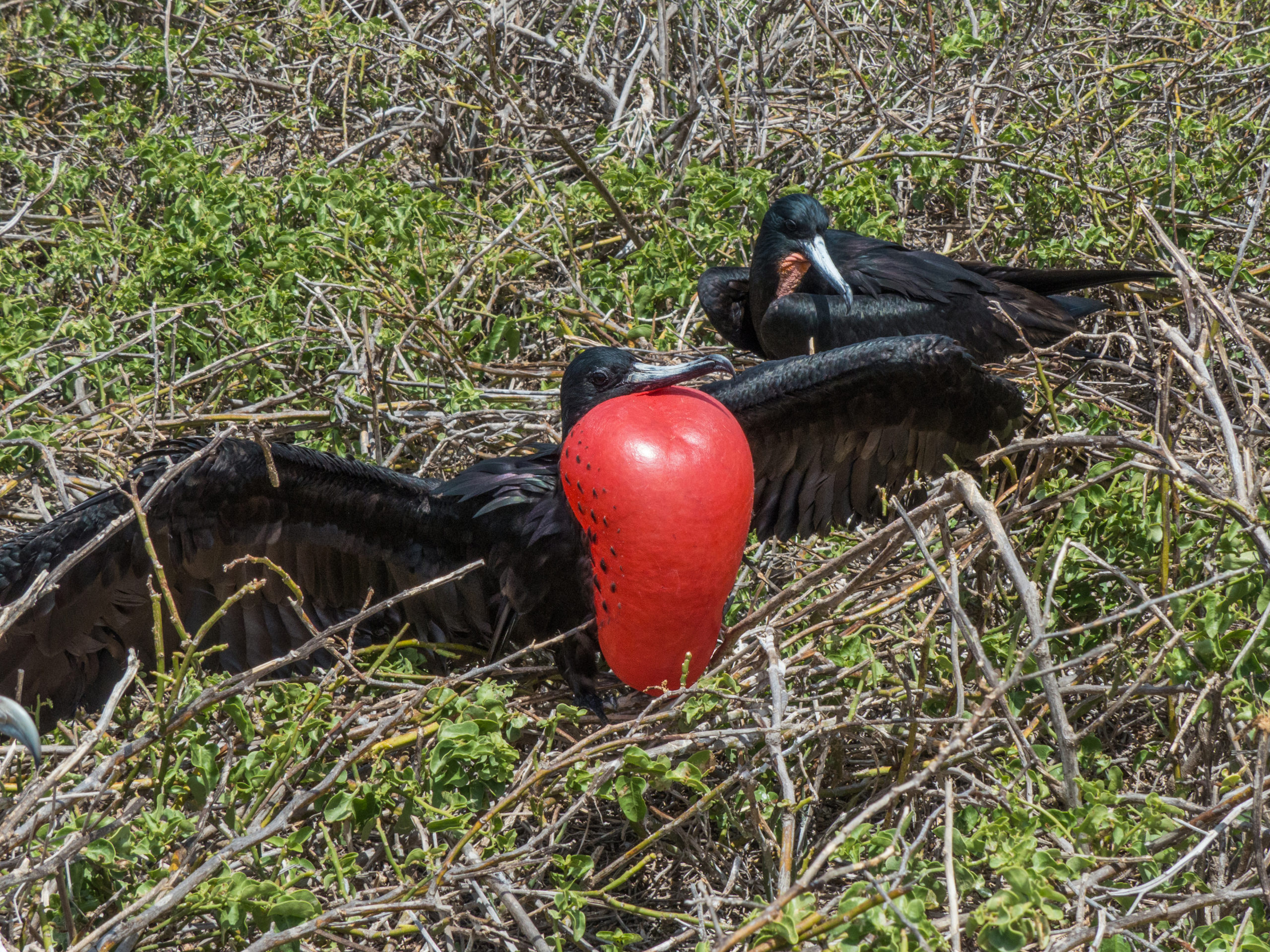 Extraordinary-Looking Birds