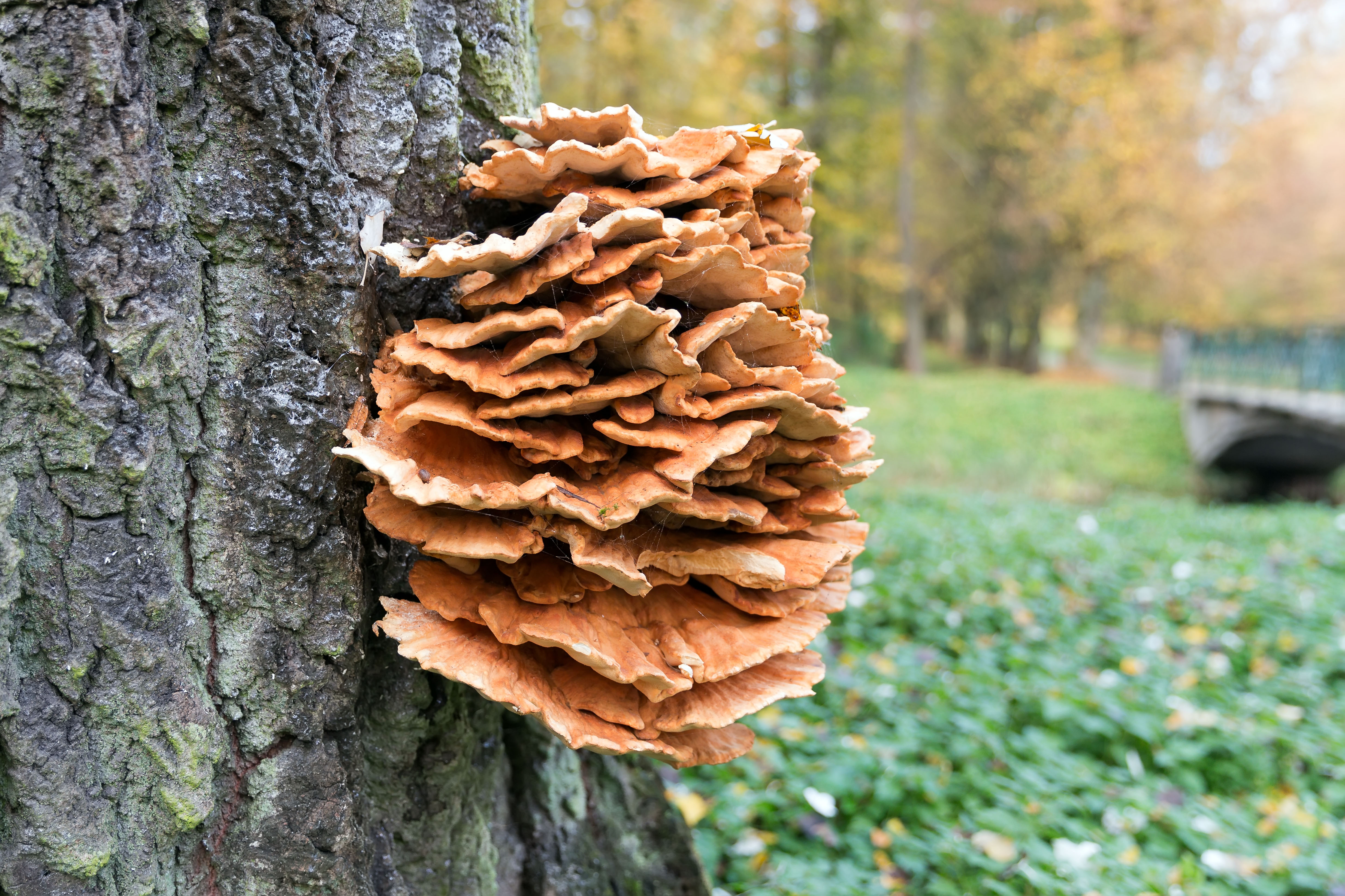 chicken of the woods