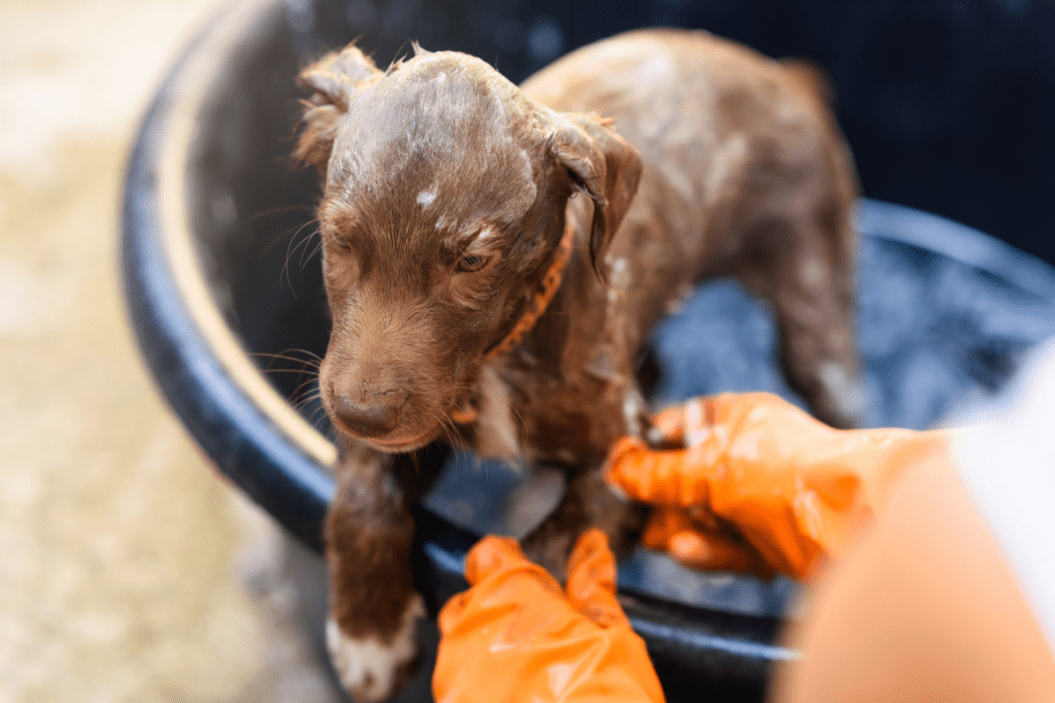 How to Give a Puppy a Bath Tips From a Top Groomer