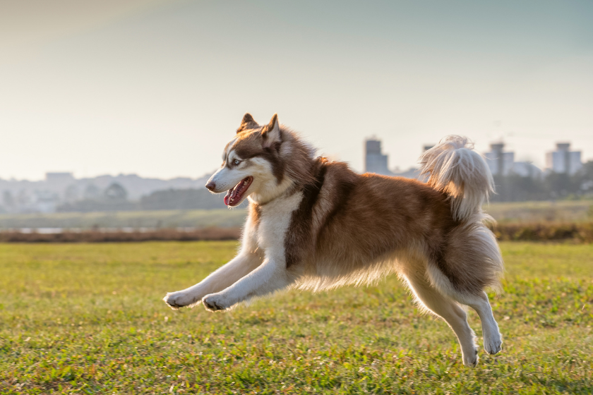 Image of a Husky running